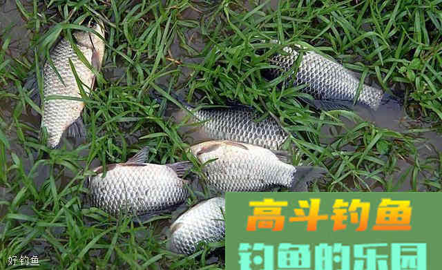 九种钓饵的挂饵方法，让你正确上饵