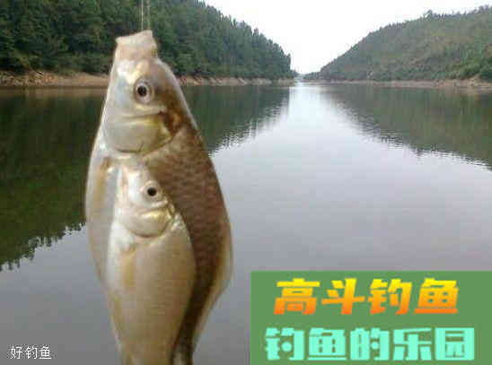 冬季钓鲫鱼鲤鱼怎么用饵？该用什么颜色做饵料诱鱼？