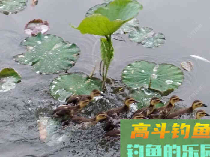 聊下饵料与雾化问题，来自高手的总结