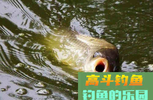水库打窝技巧，诱鱼高效而且不浪费