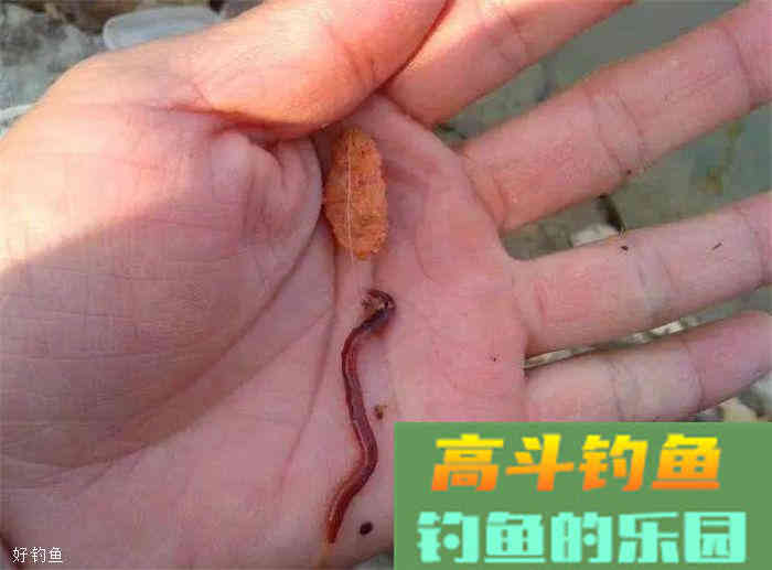 秋季蚯蚓饵实用小技巧4条，让你不再参军