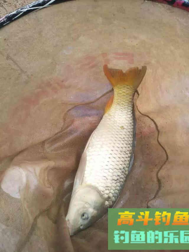 开饵的4个禁忌