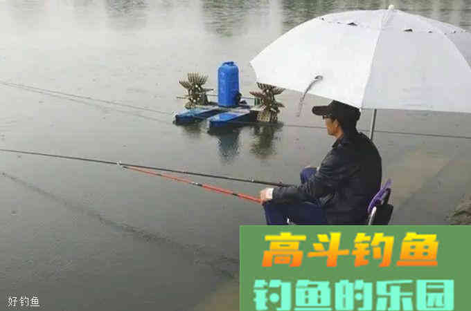 时隔二十年，不料这诱鱼秘诀依然奏效，大板鲫一阵狂拉