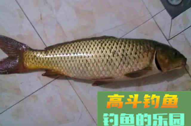 钓大鲤鱼如何打窝的3个经验方法