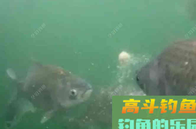 聊下饵料与雾化问题，来自高手的总结