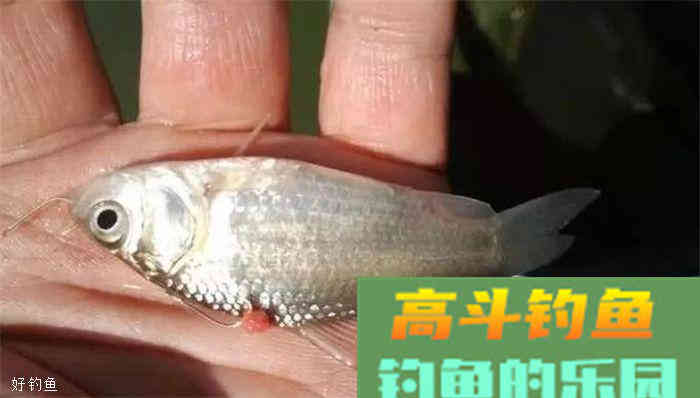 想要把饵料开好？记住这2个点