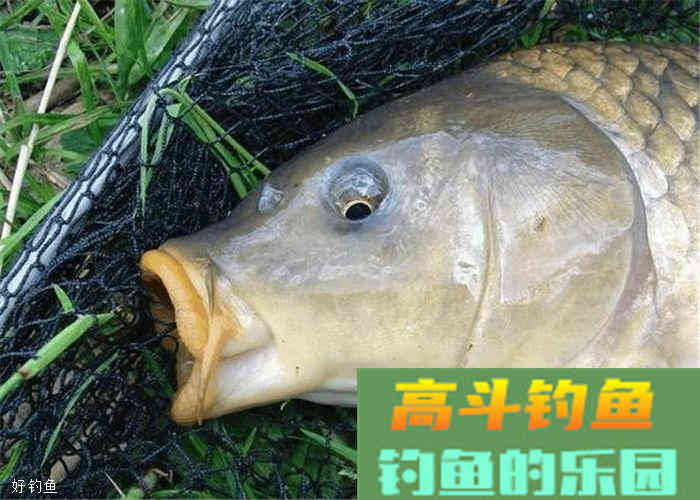常见鱼类饵料大全，赶紧收藏备用