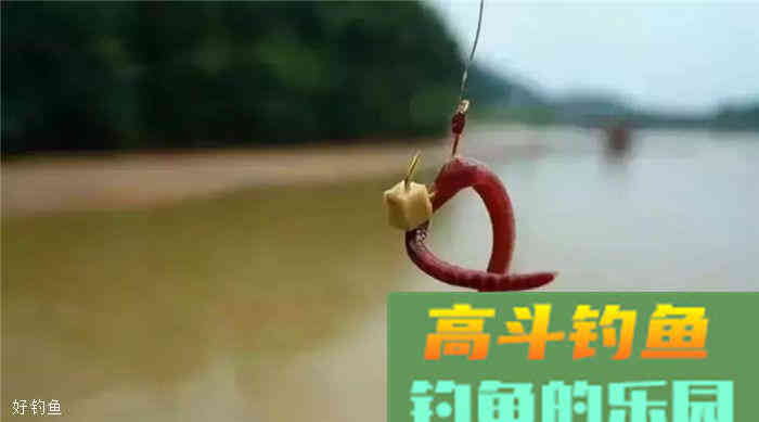 蚯蚓饵料技巧全攻略，看懂这篇不怕钓不到鱼