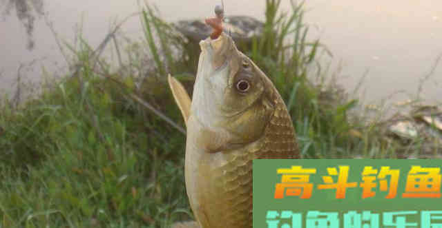 夏钓鲫鱼开这款饵，三饵一辅一怼即成