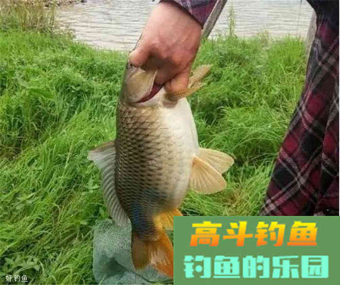 饵料加酒的三个方法，让你秋季野钓连杆不断