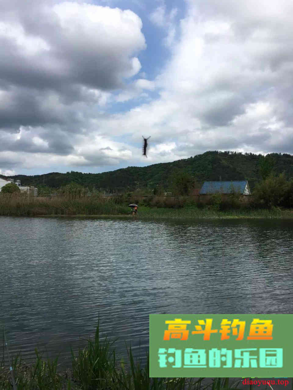 螺鲤如何开拉饵？方法和比例，小鸡饲料也能这么用