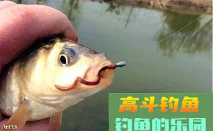 秋季蚯蚓饵实用小技巧4条，让你不再参军