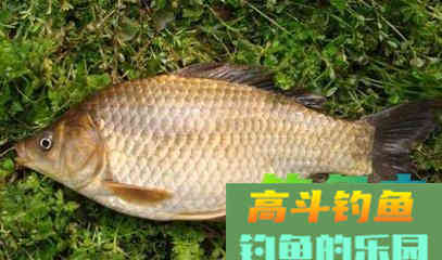 打完窝却没鱼口？原因分析