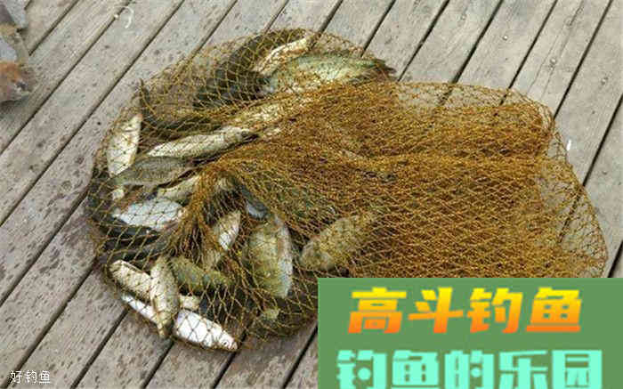 无鱼咬钩是什么原因？记住以下三点鱼获马上变多