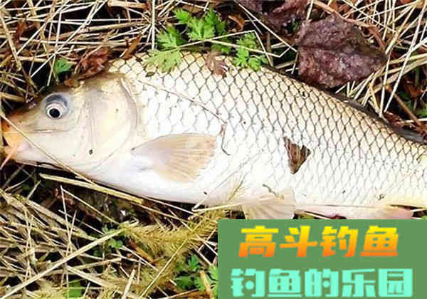 野生鲤和黑坑鲤，生长环境不同，配饵时味型也要有区别