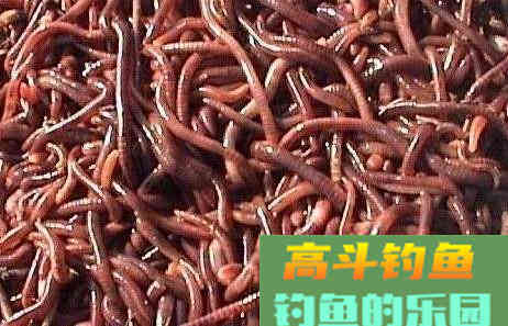 窝料用不完太可惜？三个方法让鱼饵循环利用