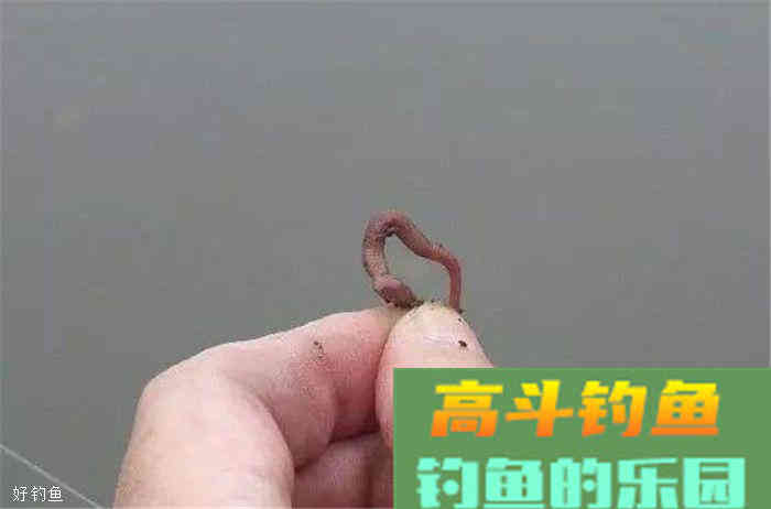 4大技巧教你如何在秋季选饵料