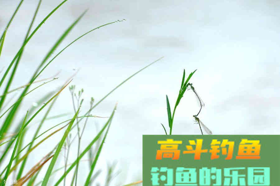 钓草鱼用什么打窝好？这四种素饵简单又实惠