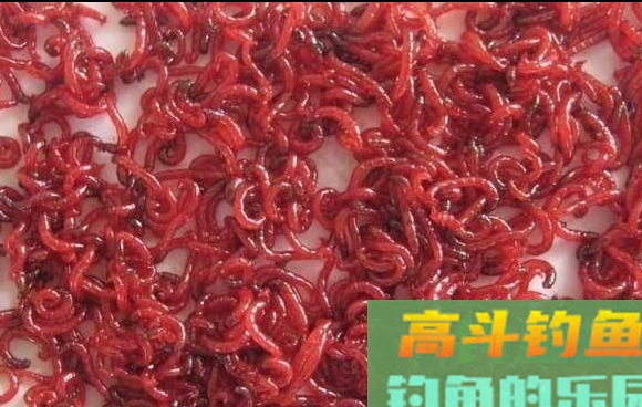 传统钓用什么饵好