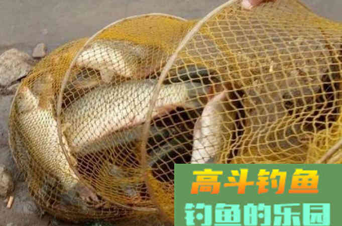 还在质疑玉米能不能钓鱼？看看怎么用吧