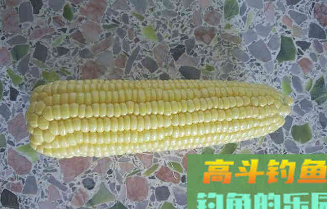 野钓用这款窝料打窝，窝内的鲤鱼草鱼不断
