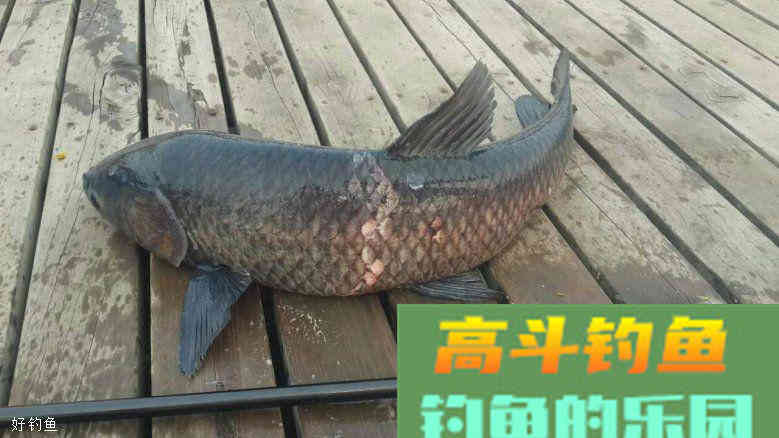野钓大青鱼，这样打窝更有效