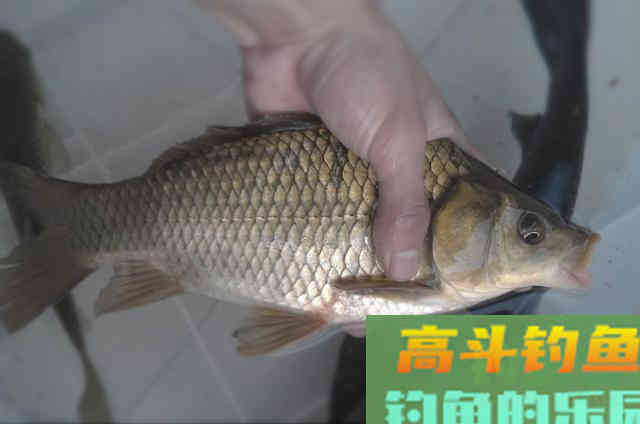 开饵时比用小药更有效的东西，加一点鱼获更好