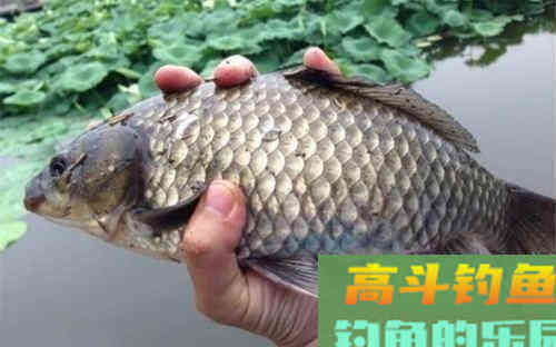 长竿短线钓大鲫,这几个用饵技巧很关键 长竿短线钓大鲫,这几个用饵技巧很关键