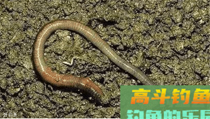 蚯蚓饵这么使用才能钓大鱼