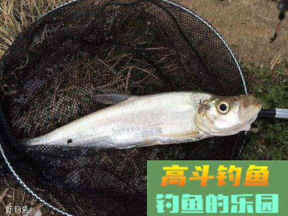 入秋饵料味型调整方法
