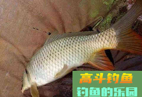 野生鲤和黑坑鲤，生长环境不同，配饵时味型也要有区别