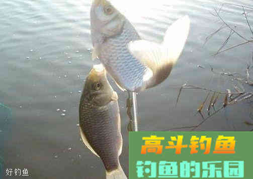 冬季钓鲫鱼怎么用饵最好？