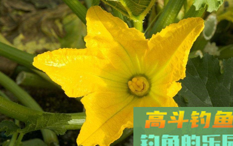传统钓用什么饵好
