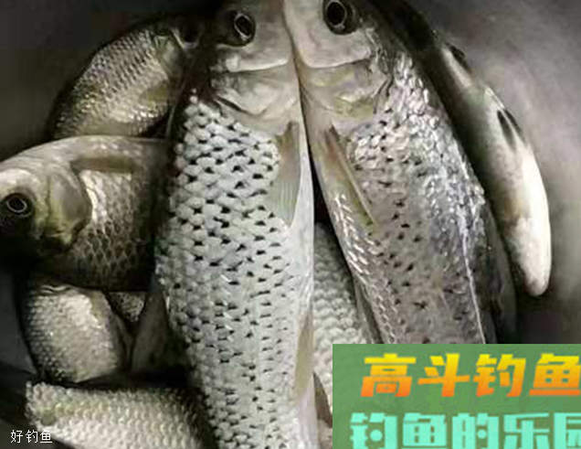初冬夜钓用什么饵料？商品饵结合虫饵实战分析