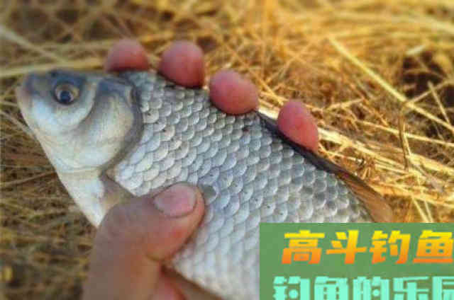 钓大板鲫要选择合适的饵料