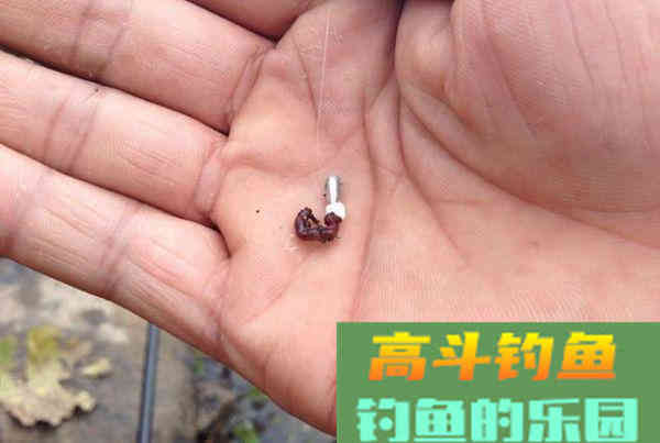 蚯蚓做饵没鱼口，不妨加工一二