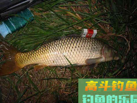 避小鱼，原生态--夏季用饵思路多