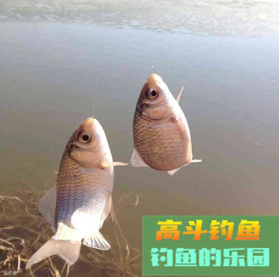 钓鱼欲爆护，先要练好开饵神功