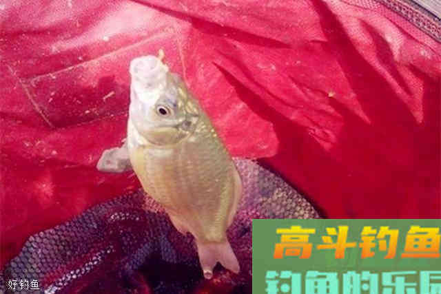 秋季钓鱼打窝就用这款配方，效果不是一般的好