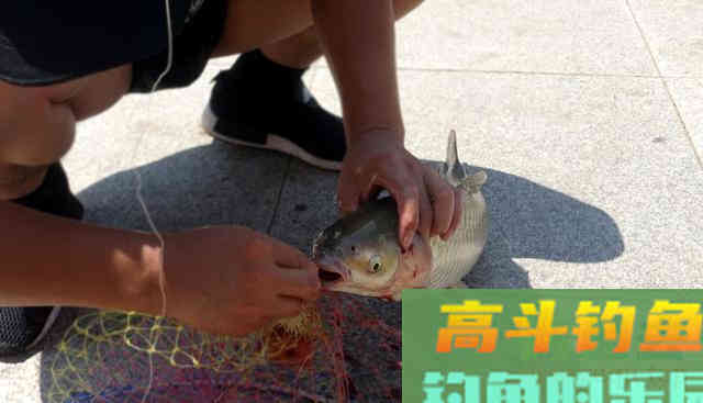 酒糟打窝的用法与用量是多少？全方位解答