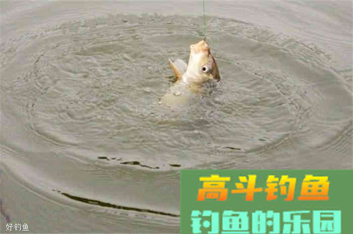 秋天钓鲫鱼专用饵料，及打窝料，内含详细配比