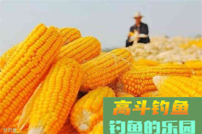 4大技巧教你如何在秋季选饵料