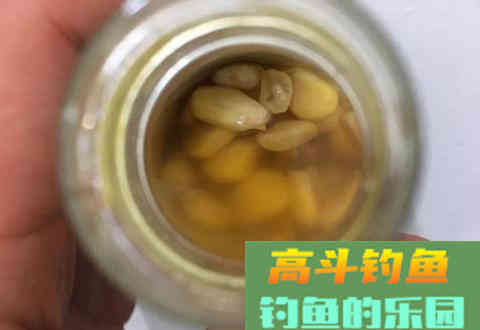 玉米饵使用的几个误区及玉米饵的正确使用方法