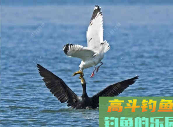 怎么去认识饵？开好饵？有感！