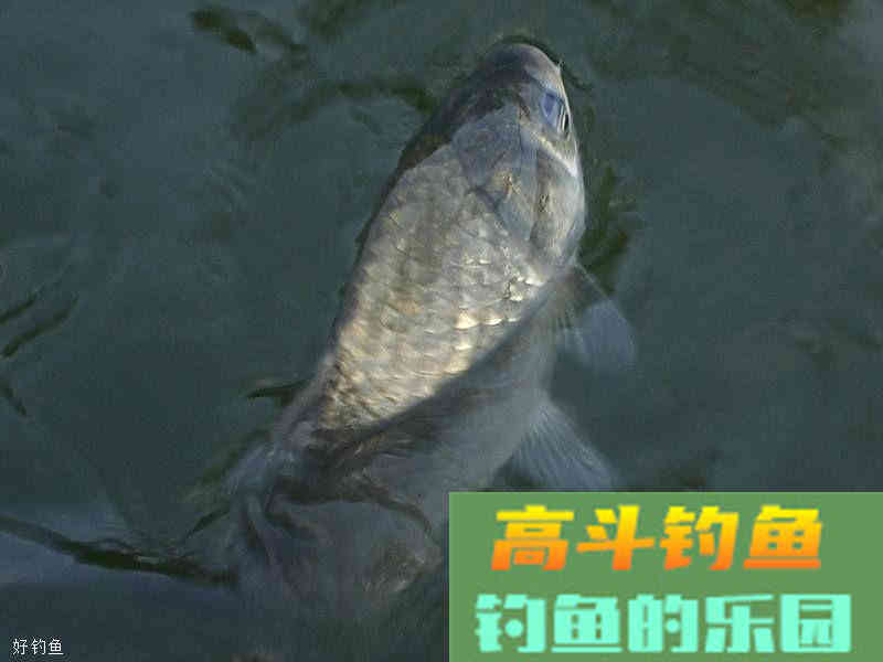 主攻鲤鱼的饵料却频频上鲫鱼？试下这些改良方法