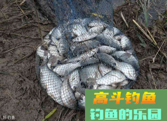 钓鱼饵料要这样选，才能快速上手变大湿