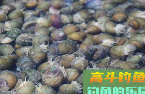 传统钓用什么饵好