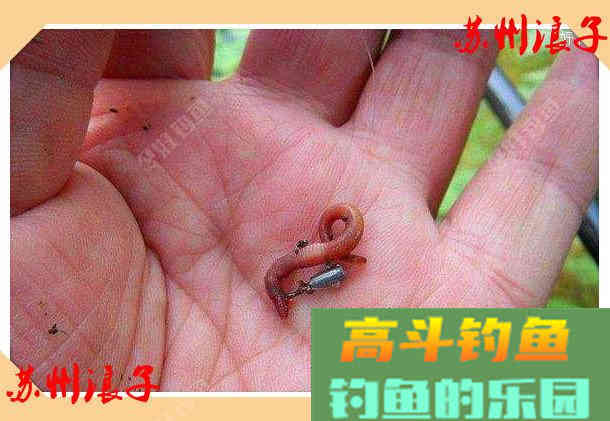 万能饵蚯蚓之我谈