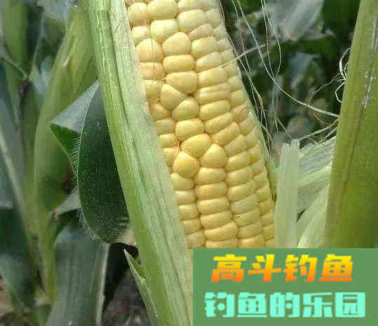 青苞玉米库钓大鱼，不仅效果好还能防杂鱼