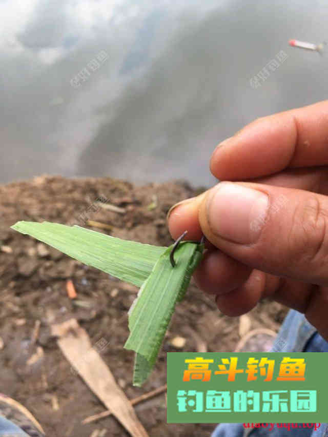 专攻草鱼，原生态饵料制作方法